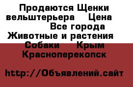 Продаются Щенки вельштерьера  › Цена ­ 27 000 - Все города Животные и растения » Собаки   . Крым,Красноперекопск